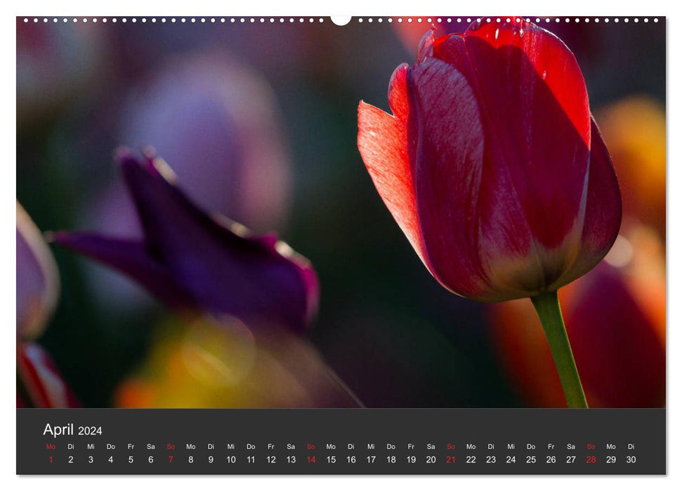 Tulpen - die bunte Vielfalt (CALVENDO Premium Wandkalender 2024)