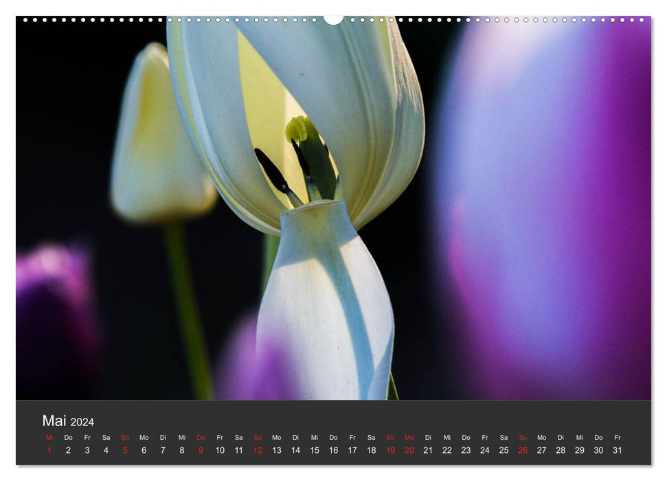 Tulpen - die bunte Vielfalt (CALVENDO Premium Wandkalender 2024)