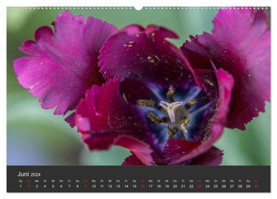 Tulpen - die bunte Vielfalt (CALVENDO Wandkalender 2024)