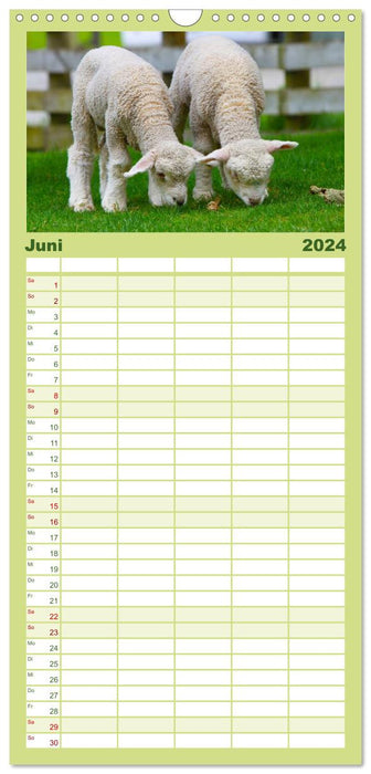Mouton (Agenda familial CALVENDO 2024) 