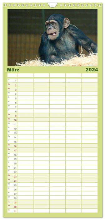 Chimpanzés (Agenda familial CALVENDO 2024) 
