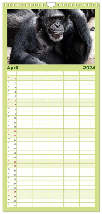 Schimpansen (CALVENDO Familienplaner 2024)