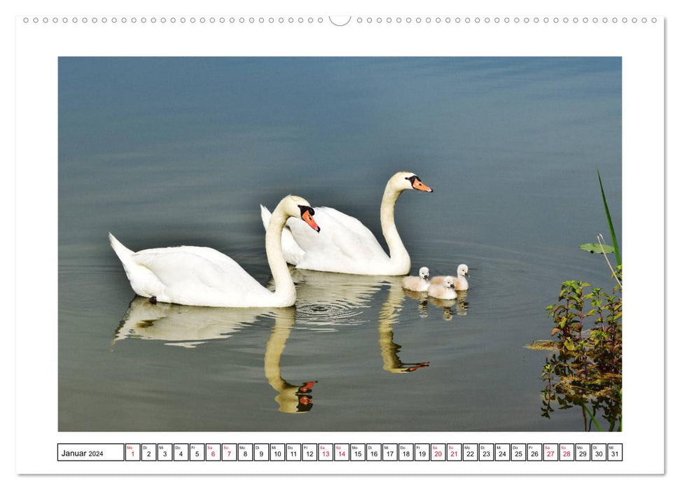 SWAN AND SWANS (CALVENDO wall calendar 2024) 