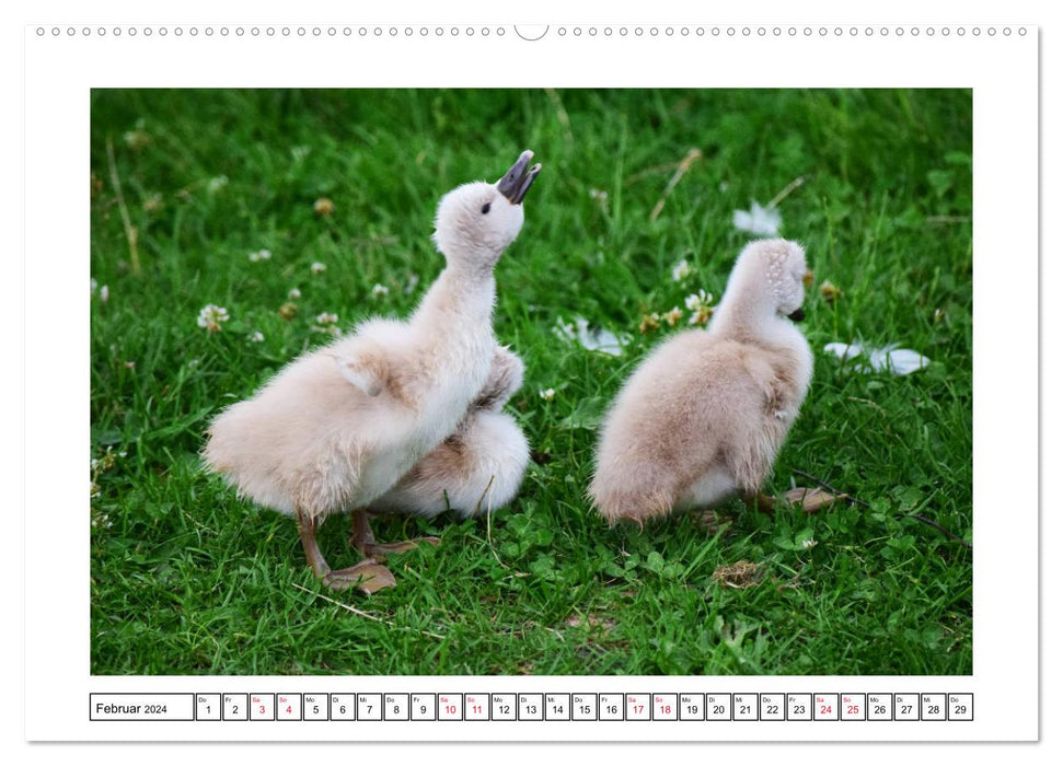 SWAN AND SWANS (CALVENDO wall calendar 2024) 