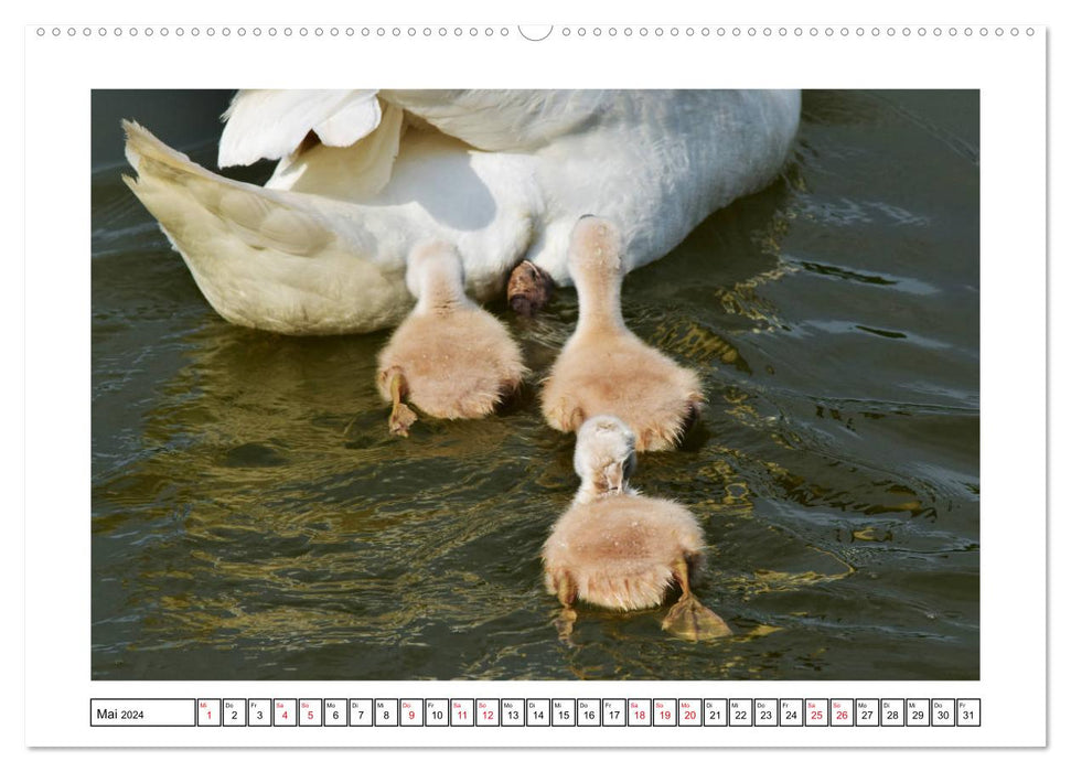 SWAN AND SWANS (CALVENDO wall calendar 2024) 