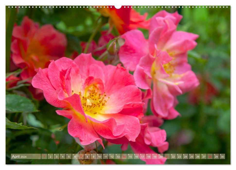 Rosen aus Uetersen (CALVENDO Premium Wandkalender 2024)