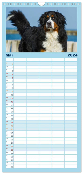 Berner Sennenhund 2024 (CALVENDO Familienplaner 2024)