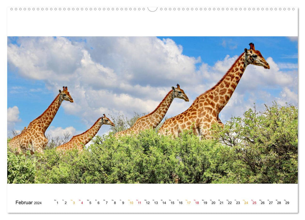 AFRIKAS TIERWELT Panorama Impressionen (CALVENDO Premium Wandkalender 2024)