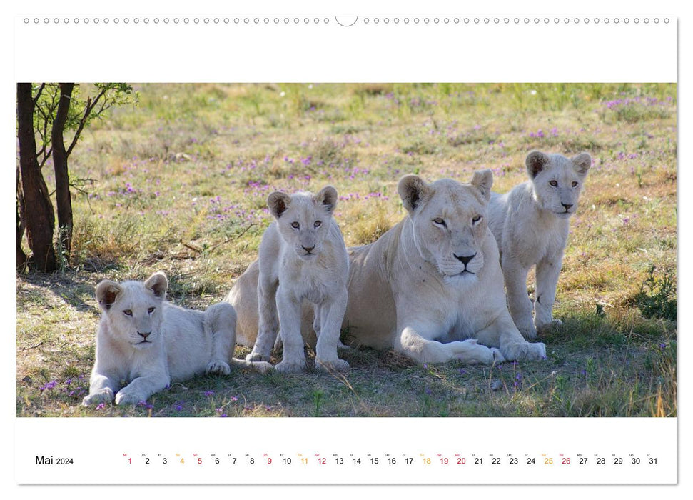 Impressions panoramiques de la faune d'Afrique (calendrier mural CALVENDO Premium 2024) 