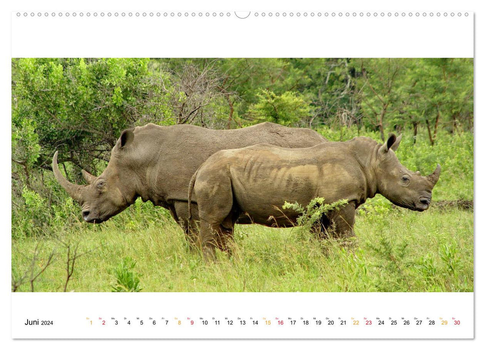 Impressions panoramiques de la faune d'Afrique (calendrier mural CALVENDO Premium 2024) 