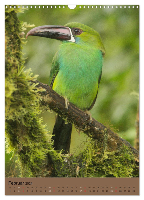 Vögel Ecuadors (CALVENDO Wandkalender 2024)