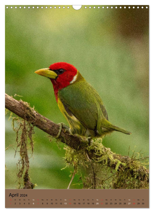 Vögel Ecuadors (CALVENDO Wandkalender 2024)