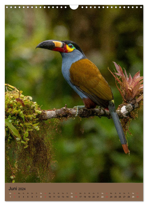 Vögel Ecuadors (CALVENDO Wandkalender 2024)