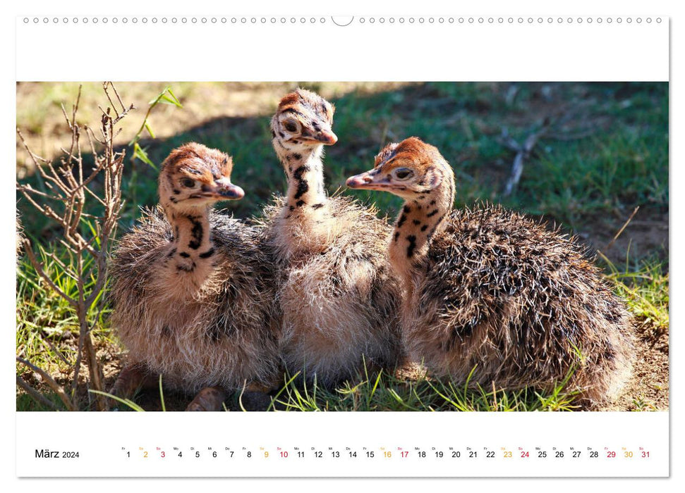 AFRIKAS TIERWELT Panorama Impressionen (CALVENDO Wandkalender 2024)