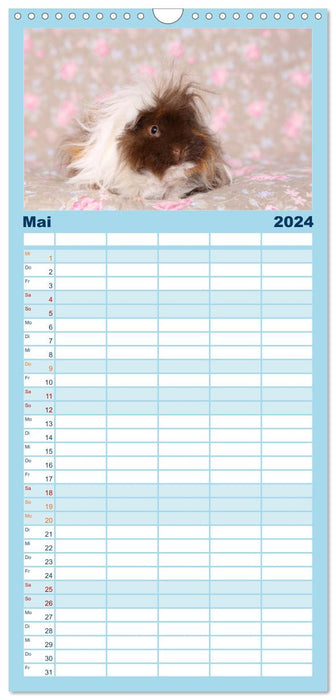 Niedliche Meerschweinchen (CALVENDO Familienplaner 2024)