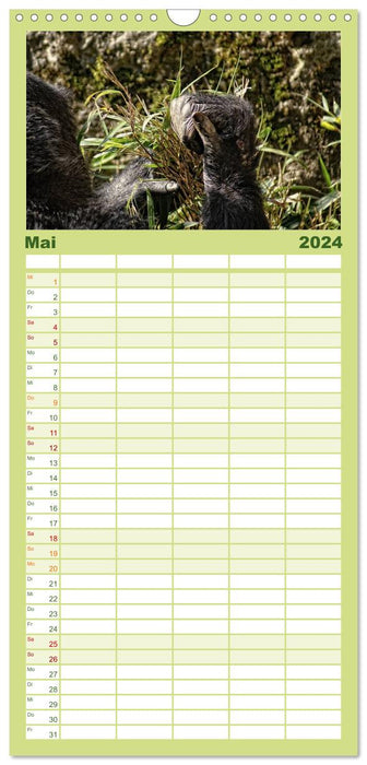 Gorilles - Les doux sauvages (Agenda familial CALVENDO 2024) 