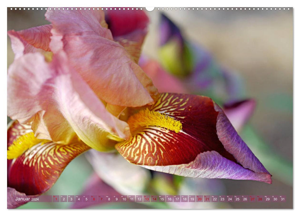 Iris - mondäne Gartenschönheit (CALVENDO Premium Wandkalender 2024)
