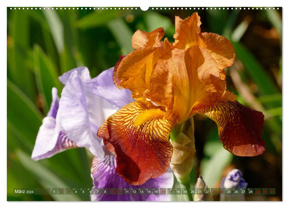 Iris - mondäne Gartenschönheit (CALVENDO Premium Wandkalender 2024)