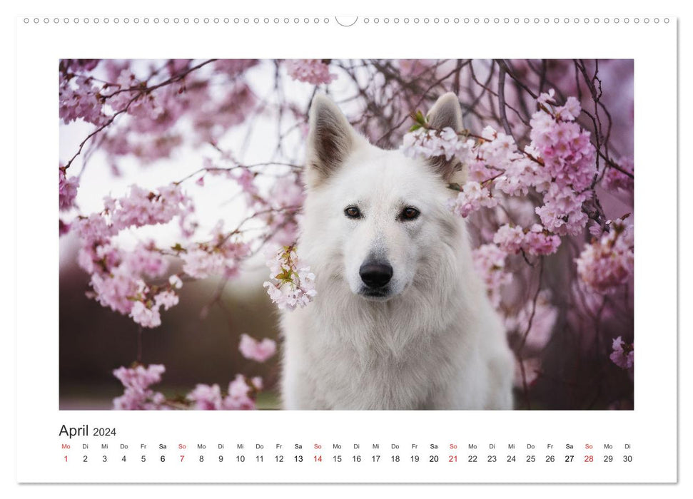 Herzenshunde 2024 (CALVENDO Premium Wandkalender 2024)