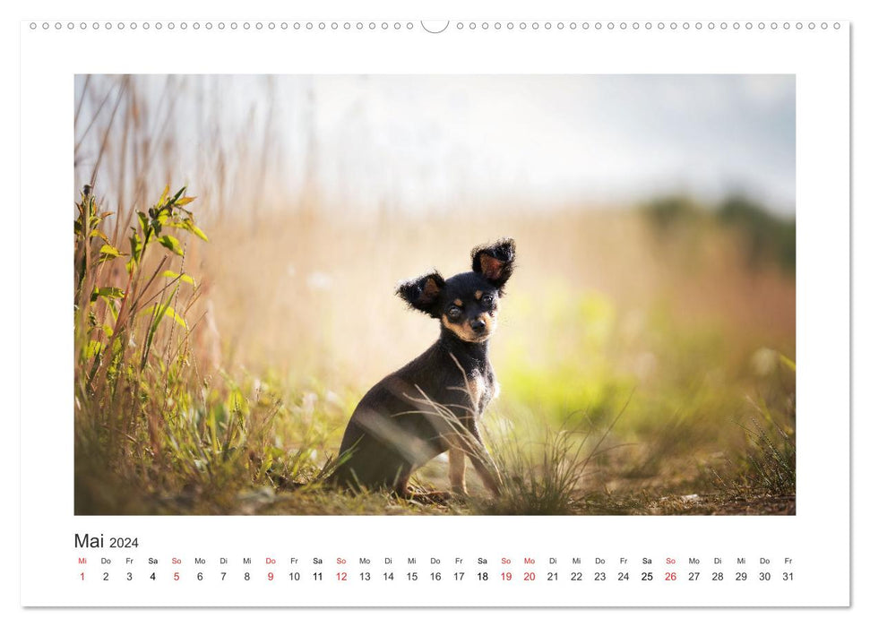 Herzenshunde 2024 (CALVENDO Premium Wandkalender 2024)