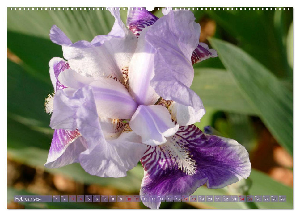Iris - mondäne Gartenschönheit (CALVENDO Wandkalender 2024)