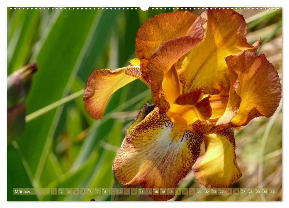 Iris - mondäne Gartenschönheit (CALVENDO Wandkalender 2024)