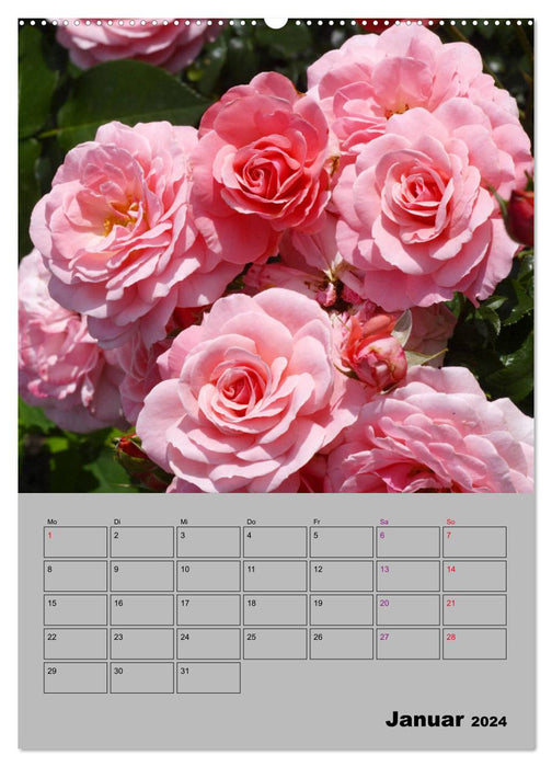 Roses - symbole d'amour et d'adoration (Calendrier mural CALVENDO Premium 2024) 