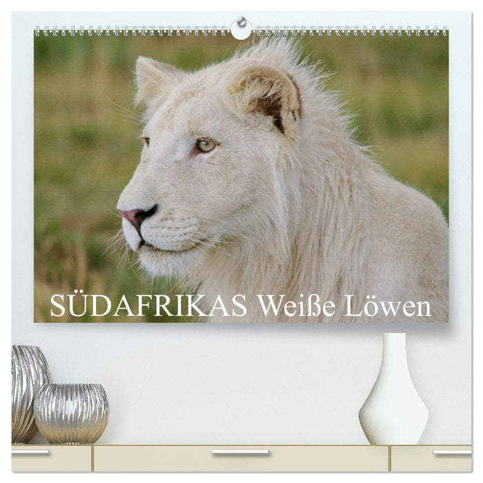 SÜDAFRIKAS Weiße Löwen (CALVENDO Premium Wandkalender 2024)