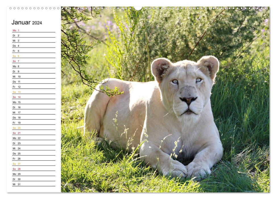 SÜDAFRIKAS Weiße Löwen (CALVENDO Premium Wandkalender 2024)