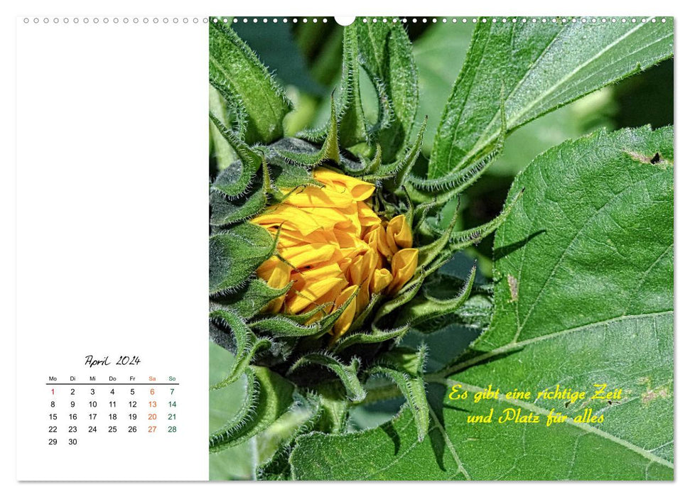 Innehalten in der Natur ... mit Weisheiten und Sprichworten der Indianer (CALVENDO Premium Wandkalender 2024)