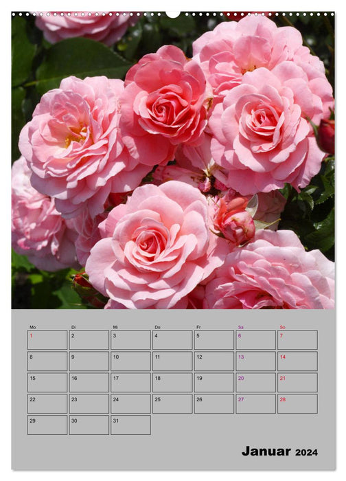 Roses - symbole d'amour et d'adoration (calendrier mural CALVENDO 2024) 