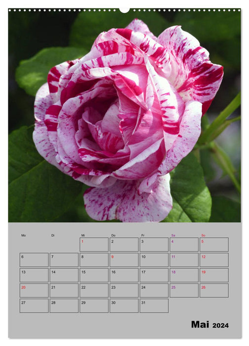 Rosen - Symbol der Liebe und Verehrung (CALVENDO Wandkalender 2024)