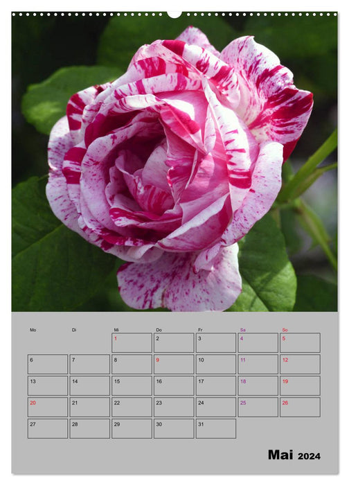 Roses - symbole d'amour et d'adoration (calendrier mural CALVENDO 2024) 