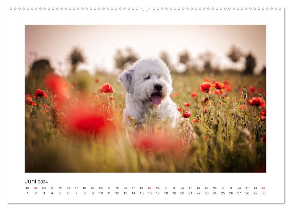 Chiens du coeur 2024 (Calendrier mural CALVENDO 2024) 