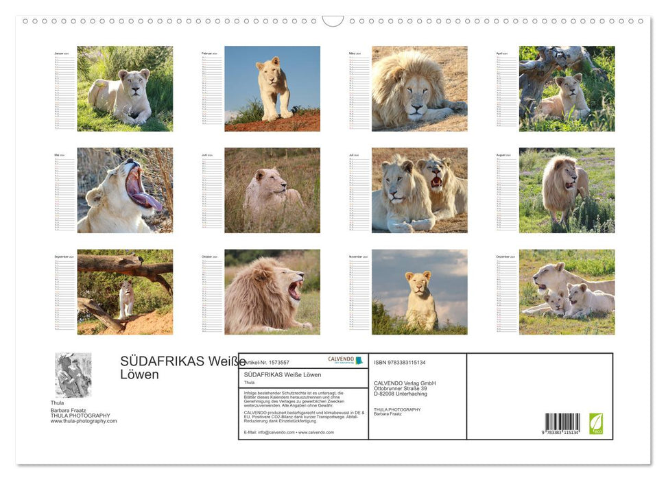 Lions blancs d'Afrique du Sud (calendrier mural Calvendo 2024) 