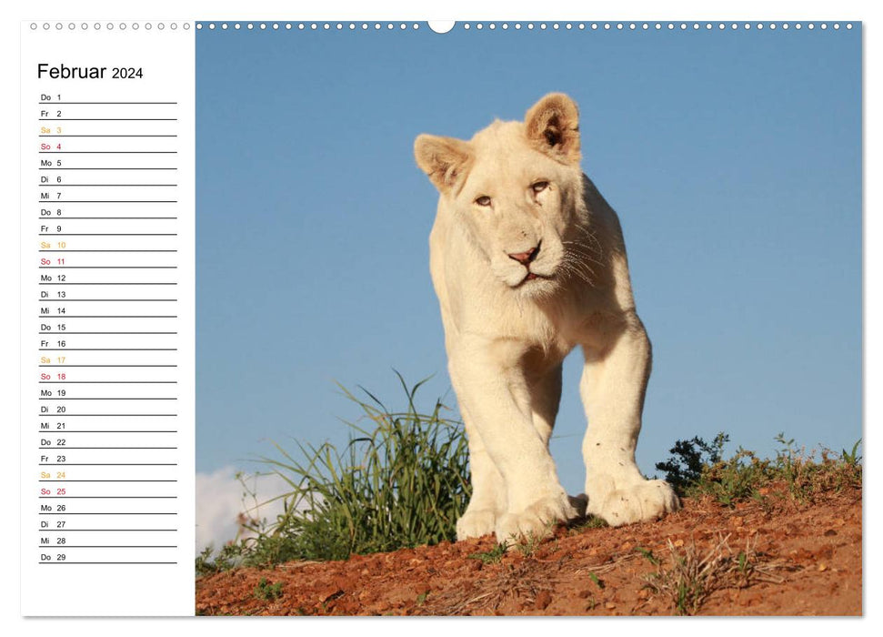 SÜDAFRIKAS Weiße Löwen (CALVENDO Wandkalender 2024)