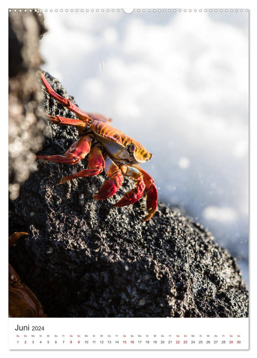 Galapagos - Atemberaubende Tierwelt (CALVENDO Premium Wandkalender 2024)