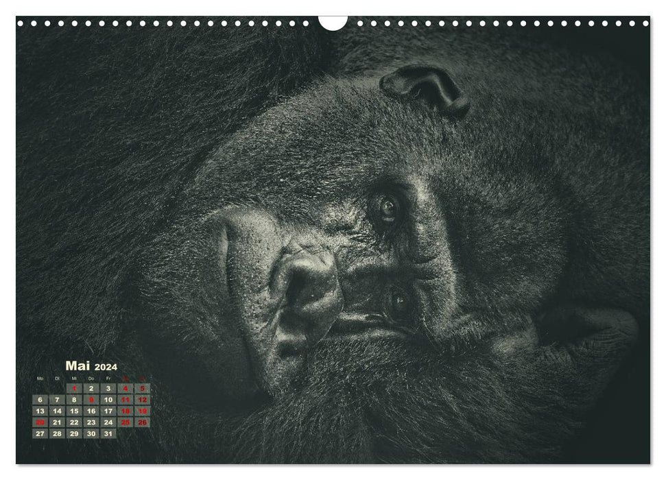 PRIMATEN PORTRAITS - monochrom (CALVENDO Wandkalender 2024)