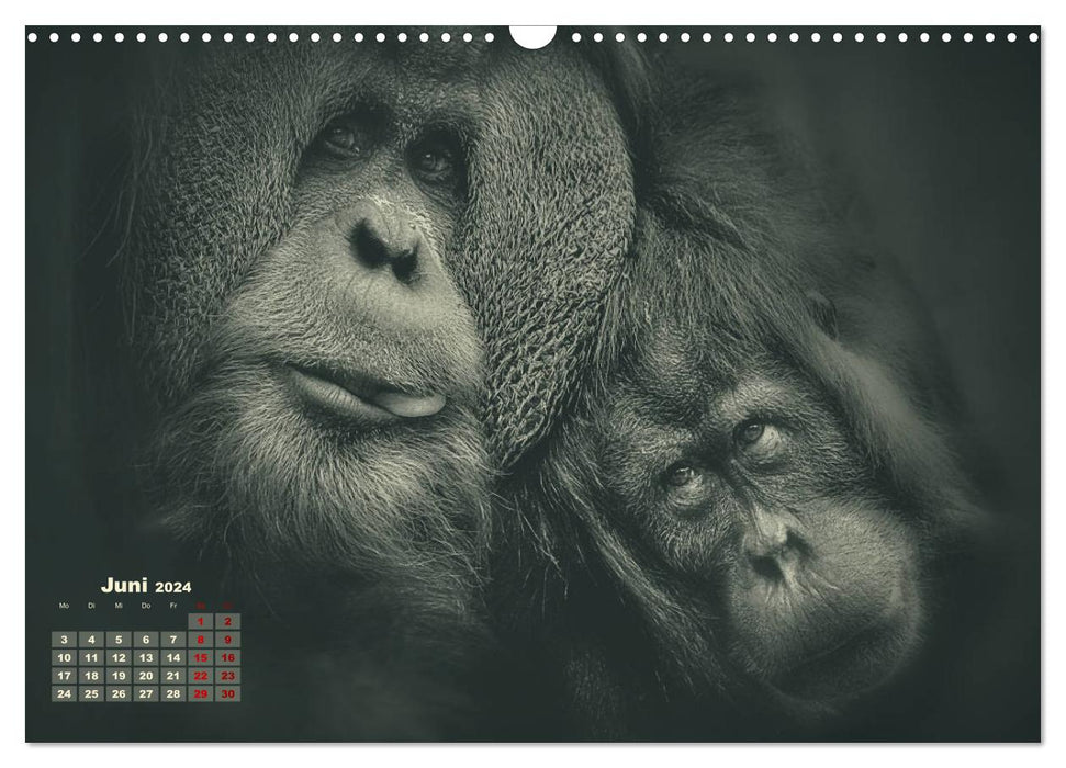 PRIMATEN PORTRAITS - monochrom (CALVENDO Wandkalender 2024)