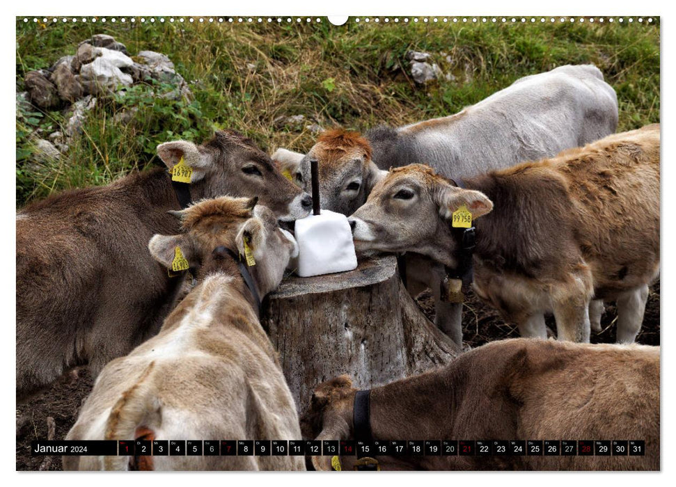 Allgäu - nature pure (Calendrier mural CALVENDO Premium 2024) 