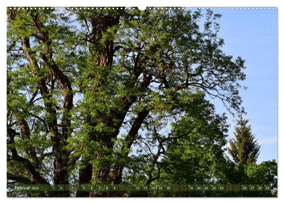 Lebensform Baum (CALVENDO Wandkalender 2024)