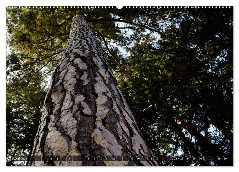 Lebensform Baum (CALVENDO Wandkalender 2024)