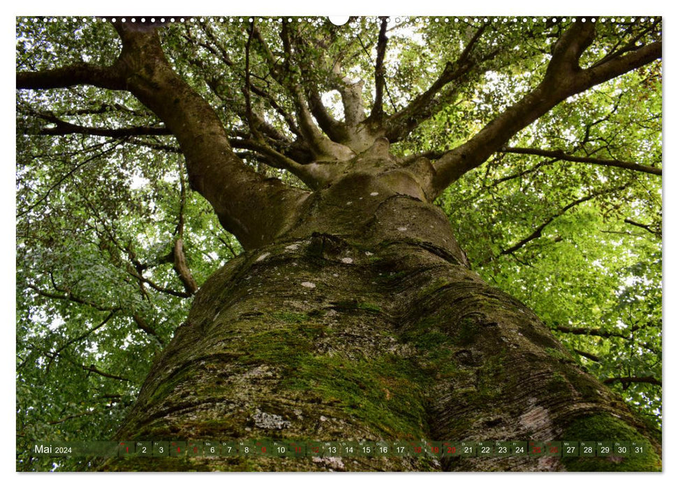 Arbre forme de vie (Calendrier mural CALVENDO 2024) 