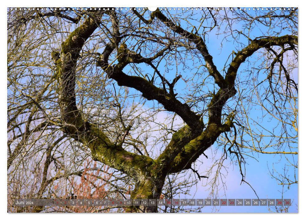 Arbre forme de vie (Calendrier mural CALVENDO 2024) 