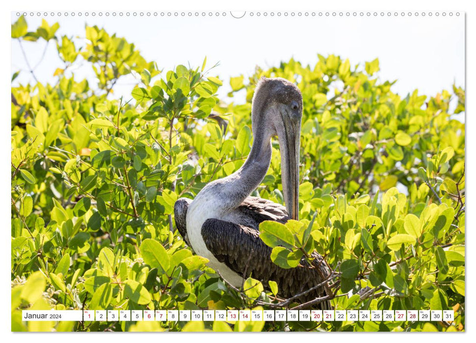 Galapagos-Inseln - Ein Paradies für Tiere (CALVENDO Wandkalender 2024)