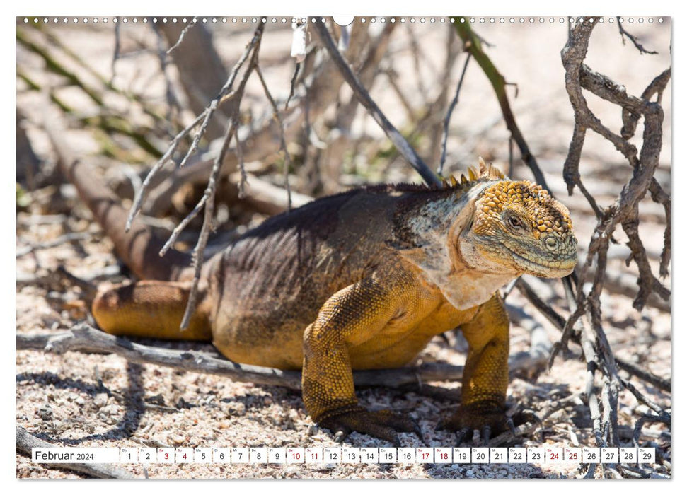 Galapagos-Inseln - Ein Paradies für Tiere (CALVENDO Wandkalender 2024)