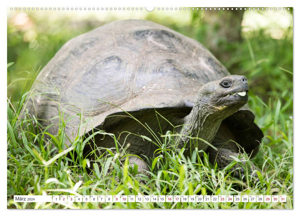 Îles Galapagos - Un paradis pour les animaux (Calendrier mural CALVENDO 2024) 