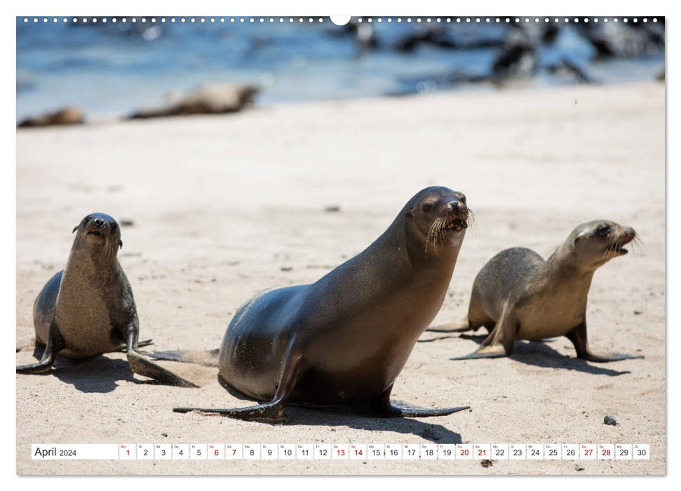 Îles Galapagos - Un paradis pour les animaux (Calendrier mural CALVENDO 2024) 