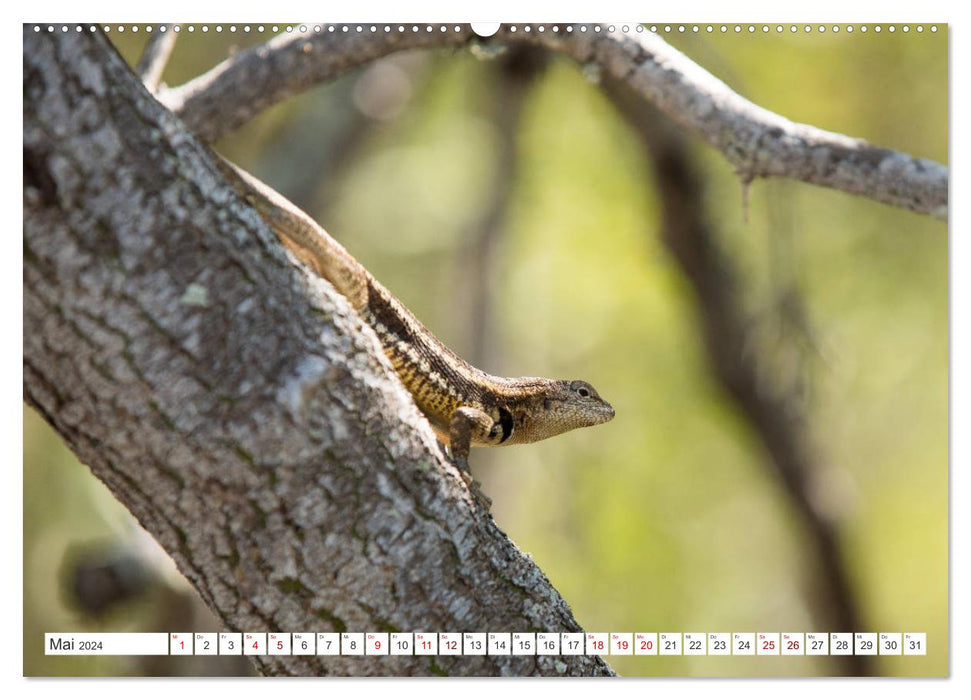 Îles Galapagos - Un paradis pour les animaux (Calendrier mural CALVENDO 2024) 