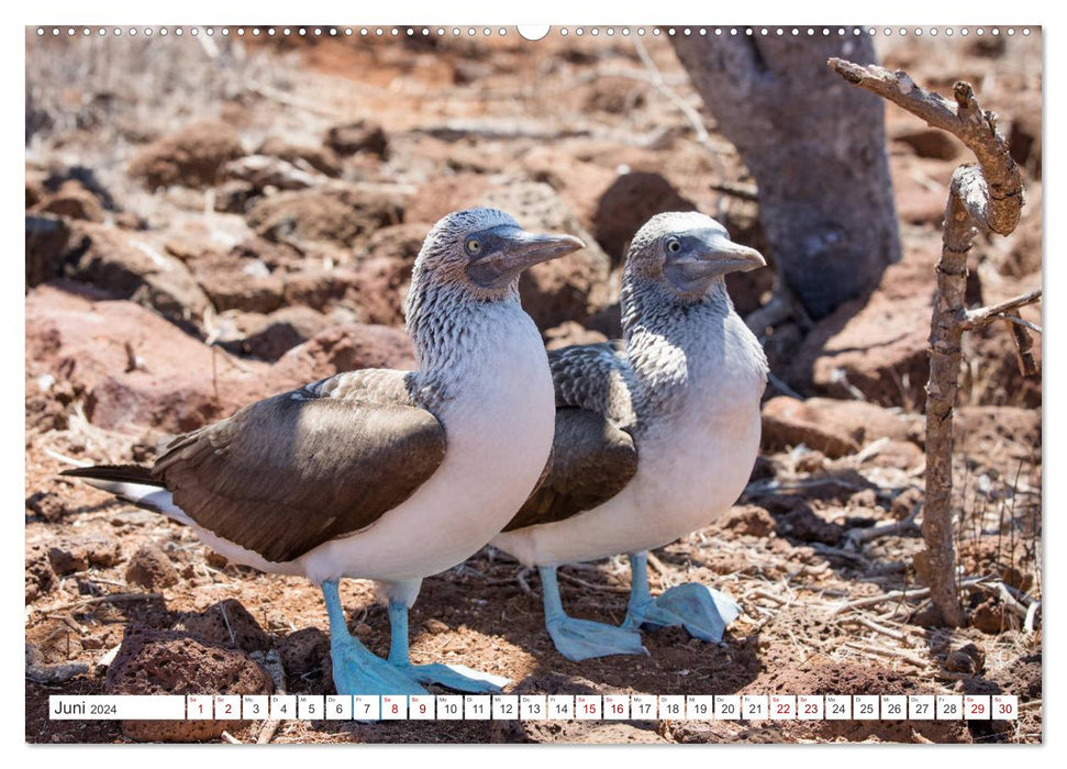 Îles Galapagos - Un paradis pour les animaux (Calendrier mural CALVENDO 2024) 